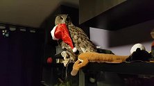猫头鹰要当圣诞老人，叼着圣诞帽不放：咋滴，俺长的不慈祥吗？