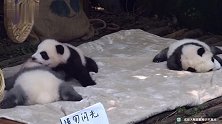 熊猫成风&绩笑：姐妹俩趴趴熊时期的可爱微笑，超级治愈的！