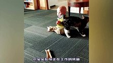 小宝宝乱按正在工作的烤箱，猫咪立马上前阻止，这画面爸妈都笑了