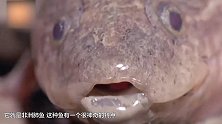 这鱼想要二次进化？竟然有前肢 能在土里面活