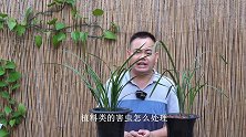 养兰花，最怕植料类害虫，杀虫药这样用，防治效果更好