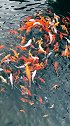 浩浩荡荡的鱼群