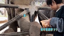 专业饲养员“许子言”，动物园不断投喂大象，默契配合画面超有爱
