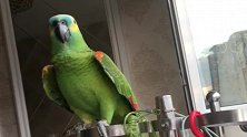 前几天刚买回来的鹦鹉，一天天的就知道喊我姥姥，就不能消停会！