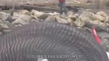 海滩惊现5吨重搁浅鲸鱼，救援时鲸鱼“爆炸”了其中缘由太心痛