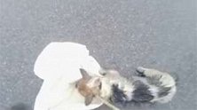 湖北武汉：超帅的决定!为救受伤小狗，交警临时封闭高架入口