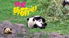 熊猫梦梦好希望两个熊孩子能多打闹一会儿，可惜愿望又落空了