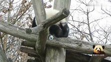 熊猫小不点儿慢动作卖萌超可爱，尤其是撩人的小尾巴