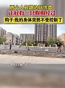 北京：两个人在路边玩飞盘，狗子：我的身体突然不受控制了