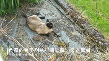 兔子刚从暹罗猫嘴里逃脱，又被猫头鹰抓住，这兔子真够倒霉的