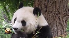 斯文优雅的熊猫旦旦无忧无虑当吃货，胖乎乎的，很是可爱