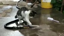 狸花猫：真不让猫省心，连根水管都要本喵来帮你们关