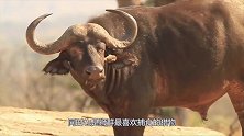自不量力！强壮野牛单挑三只雄狮，结果沦为狮子盘中餐！