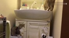 看着大猫一下跳上洗手台，小奶猫可怜巴巴的看着主人表示也想上去