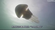 潜水员在英国海边发现巨型水母，竟然比人还大，真是没谁了