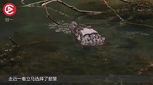 村民发现四脚朝天的“庞然大物”，走近一看，立马选择了报警