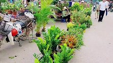 许久未见的乡村花鸟集市，花卉盆景摆满路边地摊，让人流连忘返！