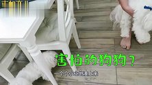 萌娃吃巧克力太用力，差点栽了过去，要不要这么可爱！