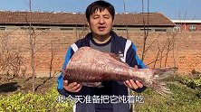 10斤的大花鲢鱼身炖了一大锅，味美鲜香真过瘾，吃起来停不下