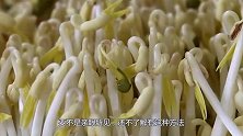 日本农民是怎么发豆芽的？要不是亲眼所见，还不了解有这种方法