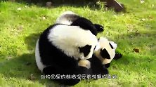 熊猫吃饱了感觉塞牙，下一秒追孔雀拔毛做牙签，网友：太可爱了