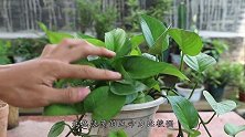 养绿萝用2种“灵药”，藤蔓呼呼窜不停，好过你苦养半年
