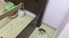 家里有老鼠，男子一气之下在家摆了1000个老鼠夹，结果悲剧了
