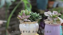 秋天养多肉，解开身上的“枷锁”，尽快的上色出状态