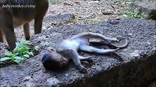 猴孩儿突然死亡了，猴妈在旁边呆了很久，看得出猴妈很悲伤！
