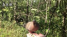 斑鸠也能上手？养鸟的大神境界，羡慕！