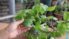 绿萝黄叶一大片？学会正确的处理方法，四季翠绿到滴油