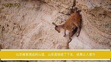 山羊被狐狸追到山崖，山羊直接跳了下去，结果让人意外
