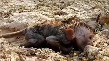 可怜的小猴被扔在地上哇哇大哭