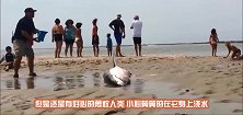 虎鲸被卡在石缝中，获救后虎鲸的举动让人感动，镜头拍下全过程