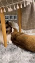 有的猫烤着烤着就……萌宠