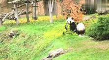 淘气鬼熊猫宝宝，知道你萌，没想到你这么萌？