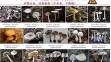 上海网友集中晒“蘑菇”，发出灵魂二连问，主管部门和专家：不要碰！