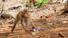 小猴子无辜遭到虐待，如此卑鄙的绑架者，手段令人发指！