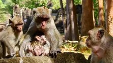 猴妈时不时查看小猴的伤口情况，可怜的小猴快点好起来！
