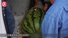 大叔花重金买来260斤的西瓜，切开之后，直接崩溃！
