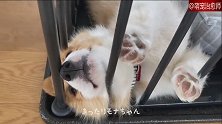 小柯基四仰八叉的睡在笼子里，这睡姿是小奶狗通用姿势吗？
