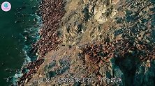 惨烈80米高的悬崖上，海象集体坠落死亡，现场让人落泪