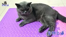 嫌主人不会撸猫，胖公猫急得直打滚：人家撸猫要钱，你撸猫要命！