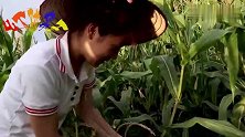 去玉米地里摘玉米，没成想这玉米长成这样，真是没眼看！