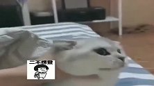 猫咪：没想到中了这婆娘的埋伏，只怪自己出招太草率了