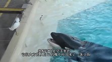 虎鲸吐出小鱼给海鸟吃，本以为它是好心，谁知意外就发生在下一秒