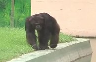 印度一黑猩猩逃出围墙吓到游客，饲养员快速将其哄回