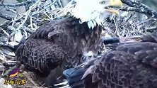 为照顾好两只雏鹰，老鹰夫妇忙碌不停