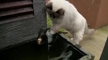 假猫！猫吃鱼我见多了，这么奇葩的猫还是第一次见