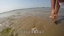 象拔蚌原来是这样挖出来的，难怪那么贵，不愧是高级海鲜